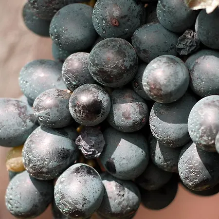 Farma Residenza La Beccata Pinerolo